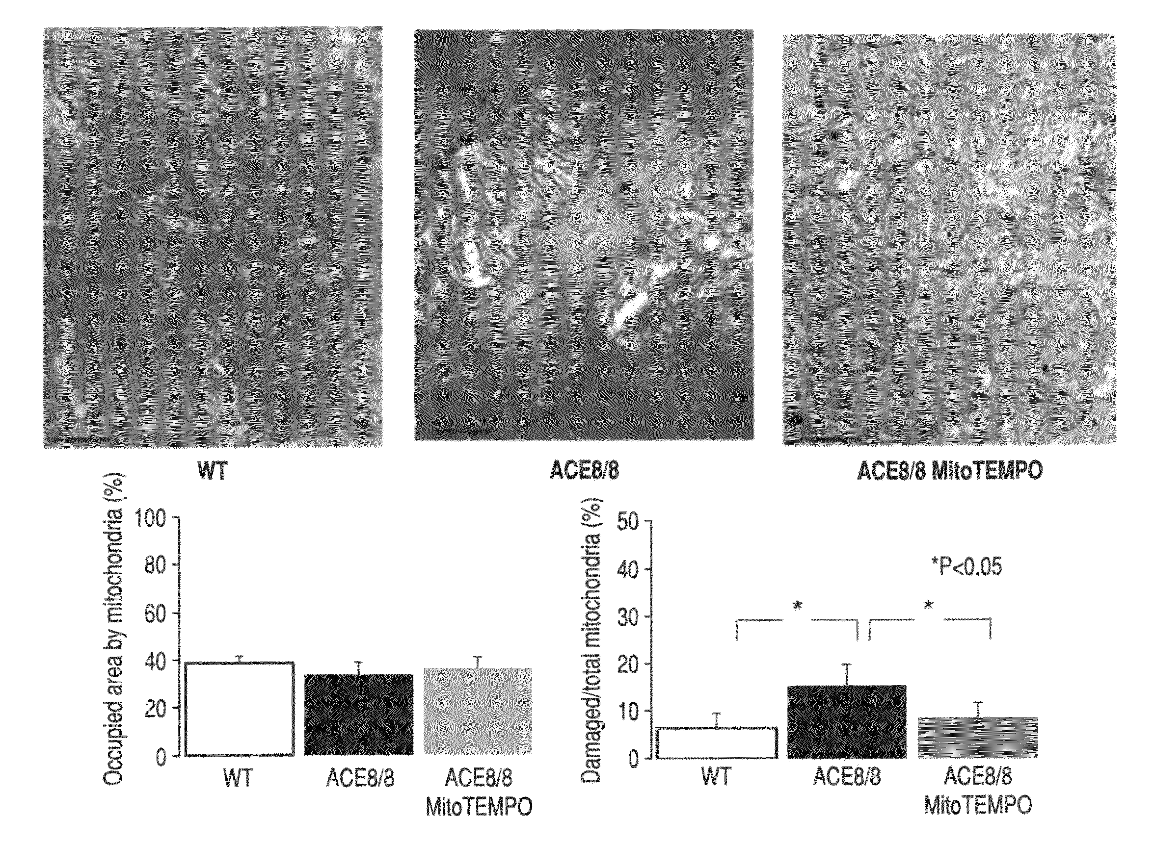 Method for modulating or controlling connexin 43(Cx43) level of a cell and reducing arrhythmic risk