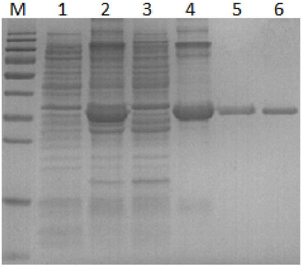 C-type lectin Nattectin gene of larimichthys crocea, C-type lectin Nattectin recombinant protein of larimichthys crocea and application of C-type lectin Nattectin recombinant protein