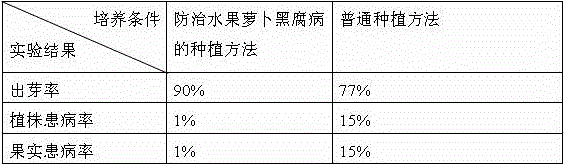 Planting method for preventing and treating black rot of fruit radishes