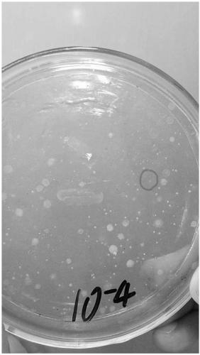 Stenotrophomonas and application thereof as well as microorganism bacterium agent