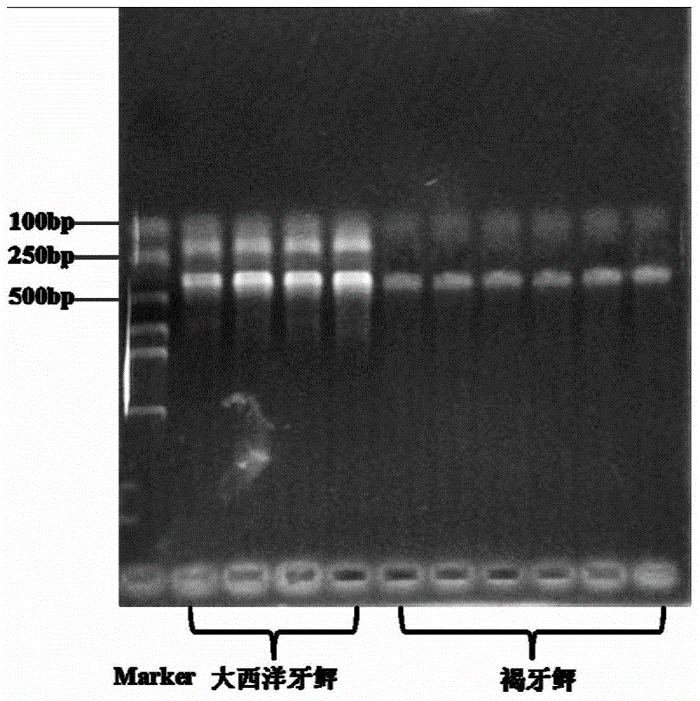 A PCR identification method between the germplasm of flounder and its close relative alien species