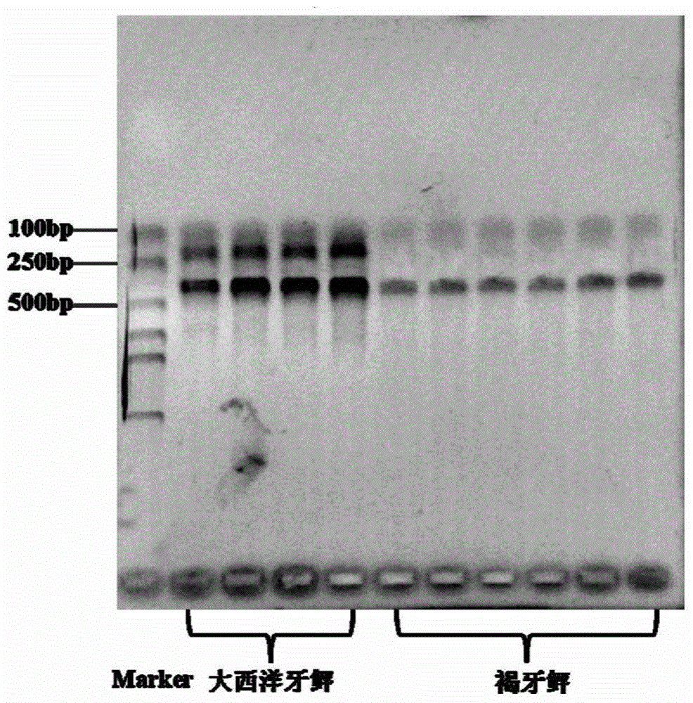 A PCR identification method between the germplasm of flounder and its close relative alien species