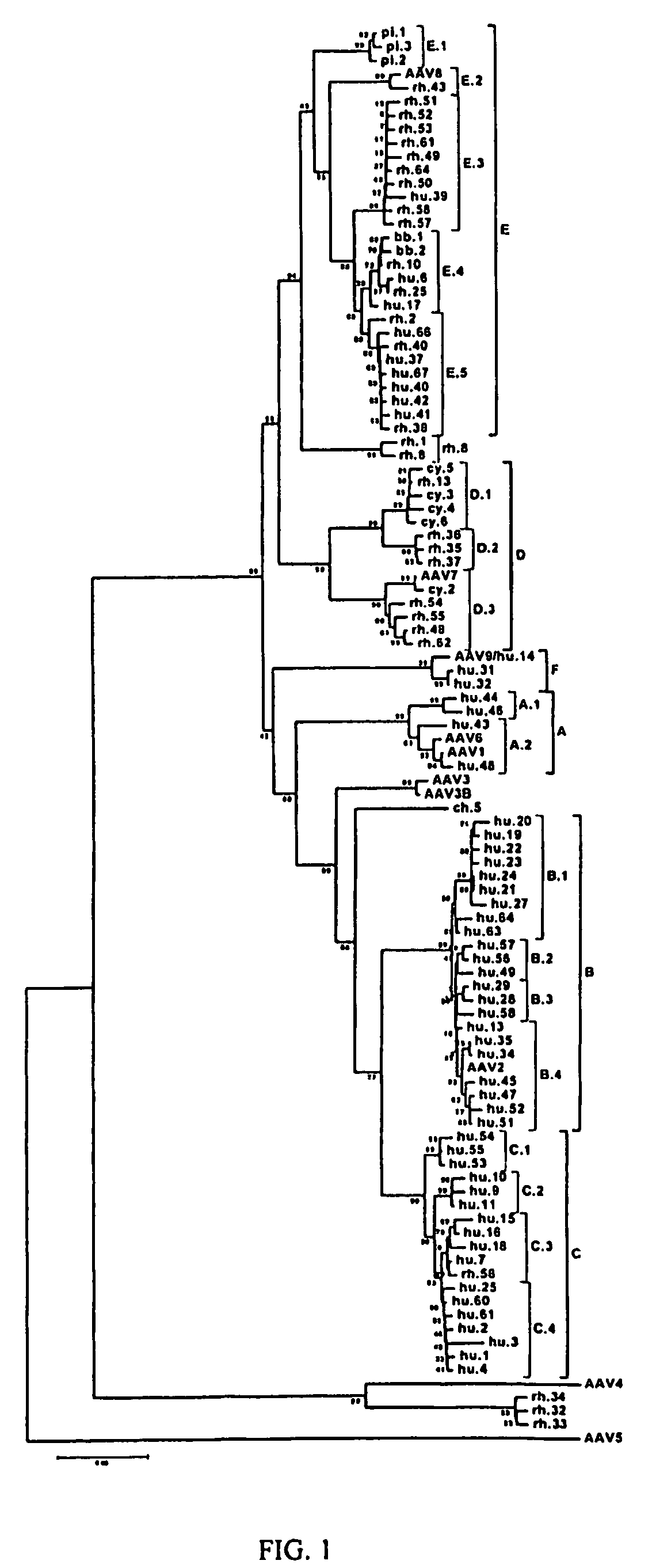 Adeno-associated virus (AAV) clades, sequences, vectors containing same, and uses therefor