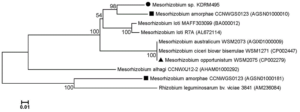 Mesorhizobium KDRM495 and application thereof