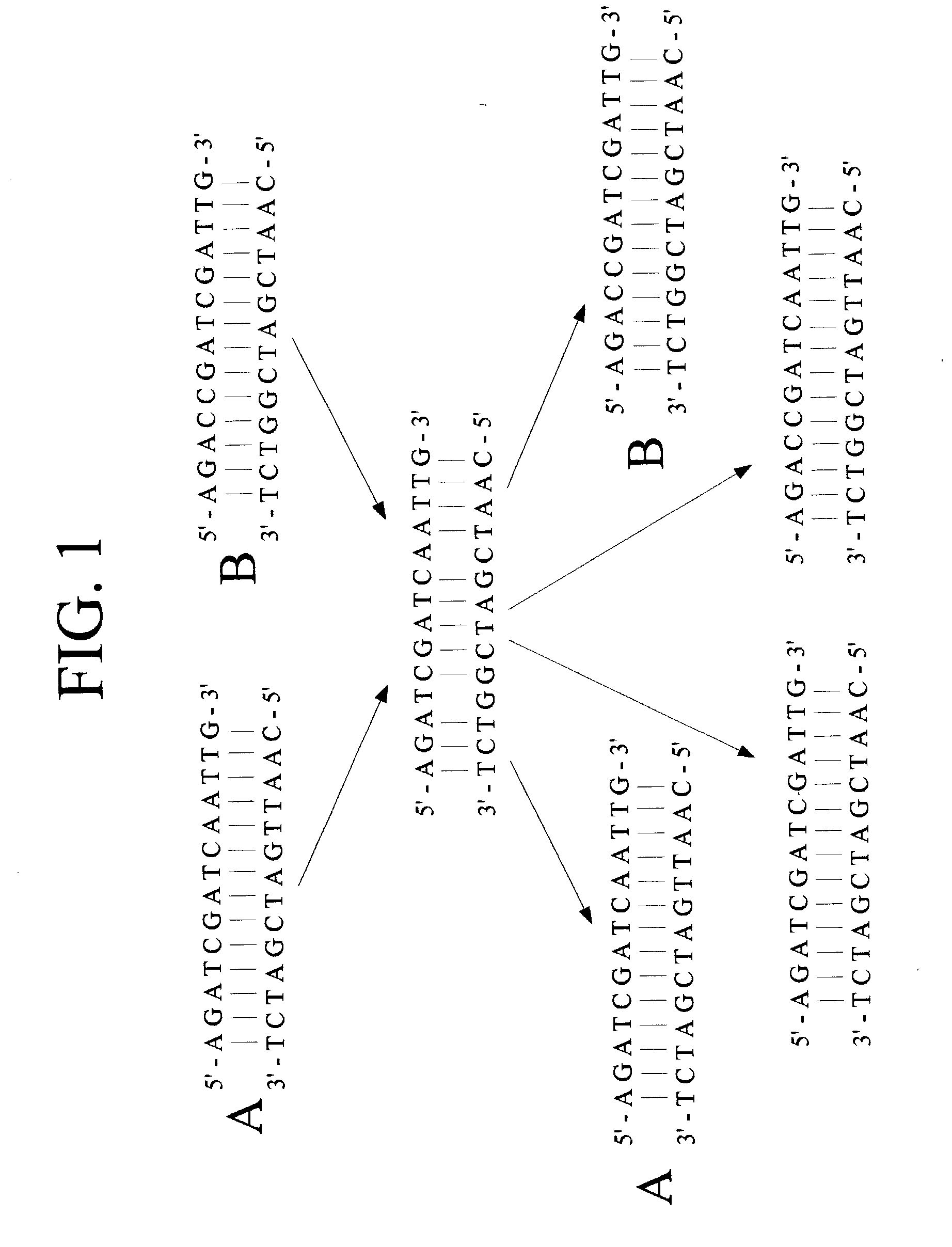 Population of polynucleotide sequence variants