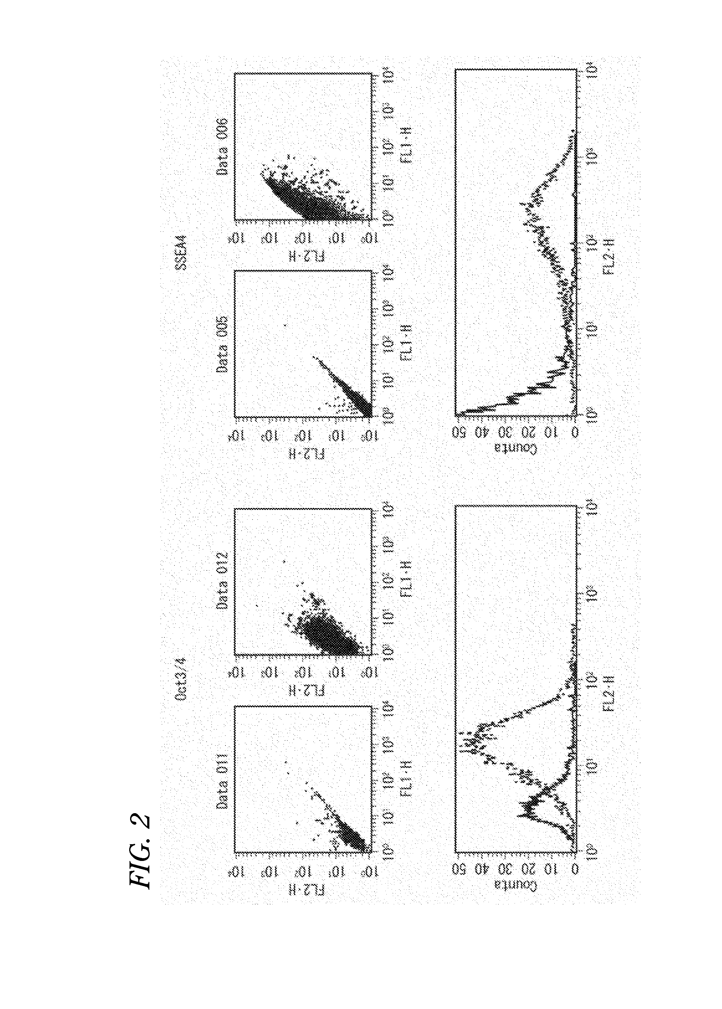 Pluripotent stem cell-derived brown adipocytes, pluripotent stem cell-derived cell aggregate, method for producing same, and cell therapy and medical therapy therefor