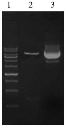 FPV (feline parvovirus)-resistant cat-derived genetic engineering antibody