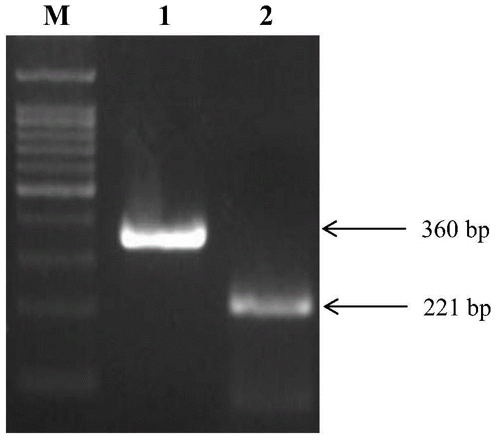 A kind of dsRNA of aphid symbiont gene and its application in reducing the survival rate of aphid