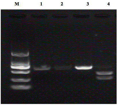 PCR-RFLP (Polymerase Chain Reaction-Restriction Fragment Length Polymorphism) method for differentiating duck circovirus from goose circovirus