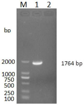 A method for preparing gosling plague virus-like particles using Escherichia coli system