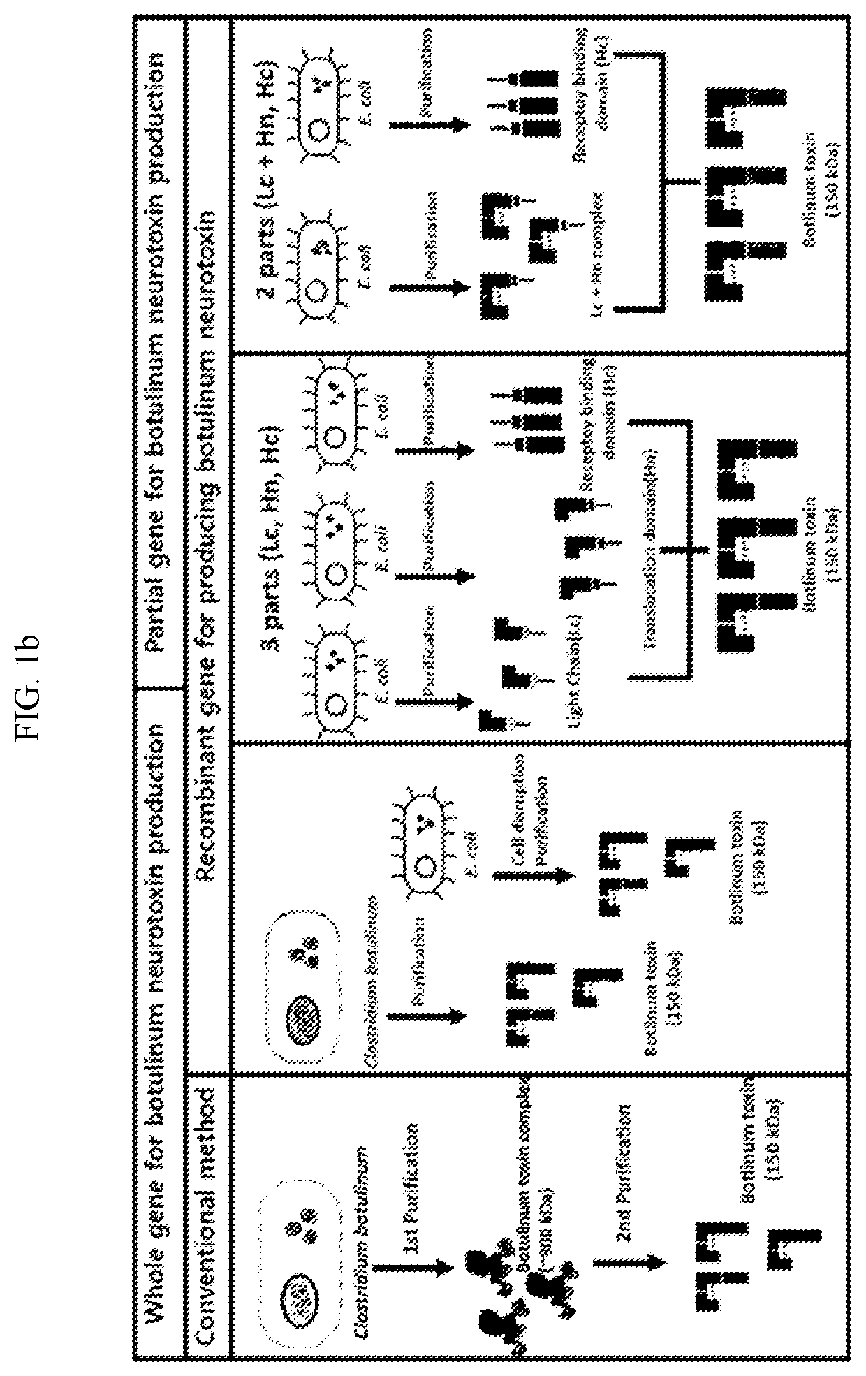 Method for safely producing botulinum neurotoxin