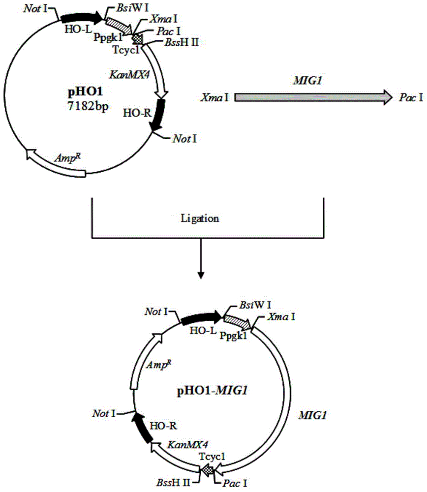 Saccharomyces cerevisiae of overexpression MIG1 genes and preparing method and application of saccharomyces cerevisiae
