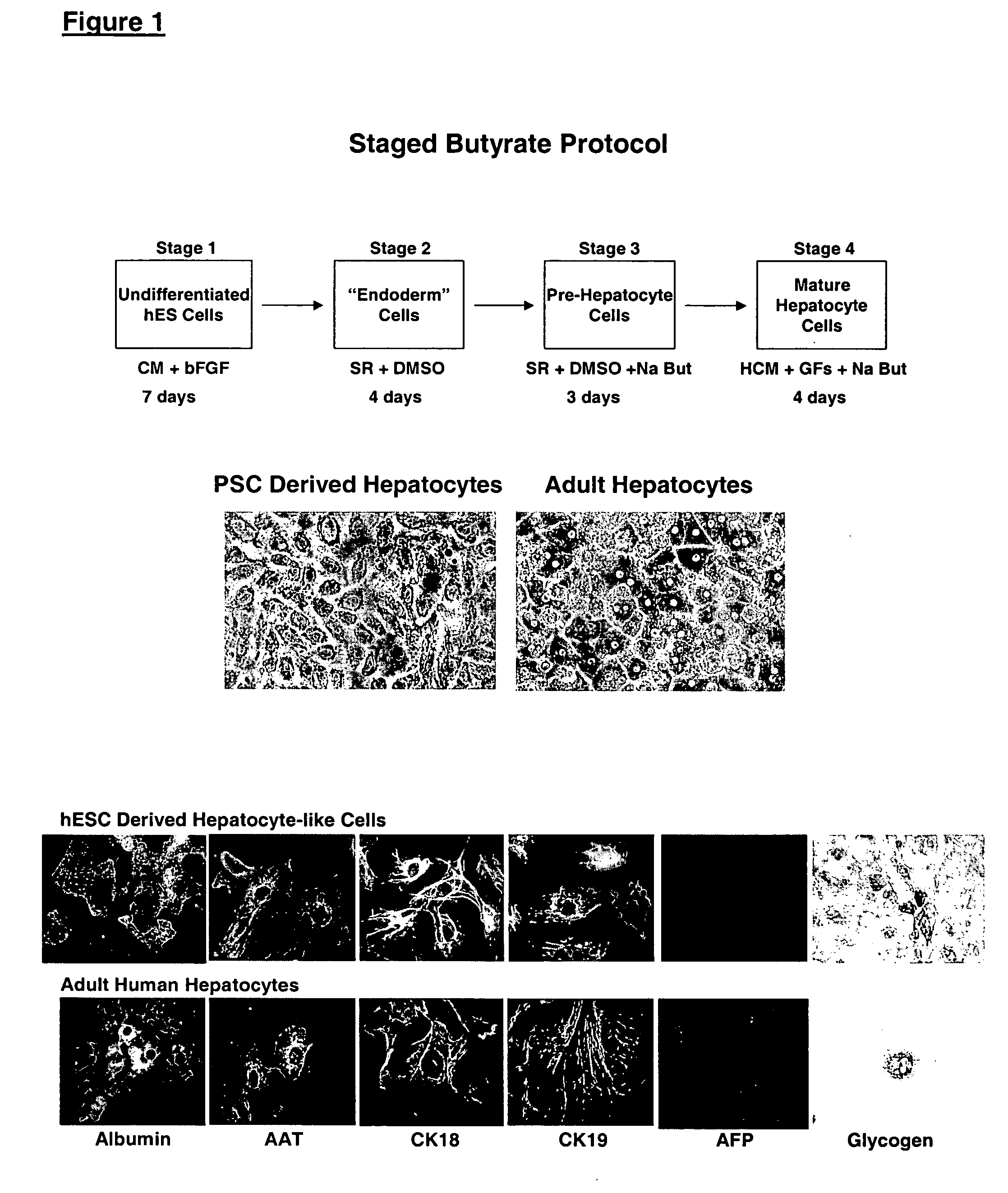 Protocols for making hepatocytes from embryonic stem cells