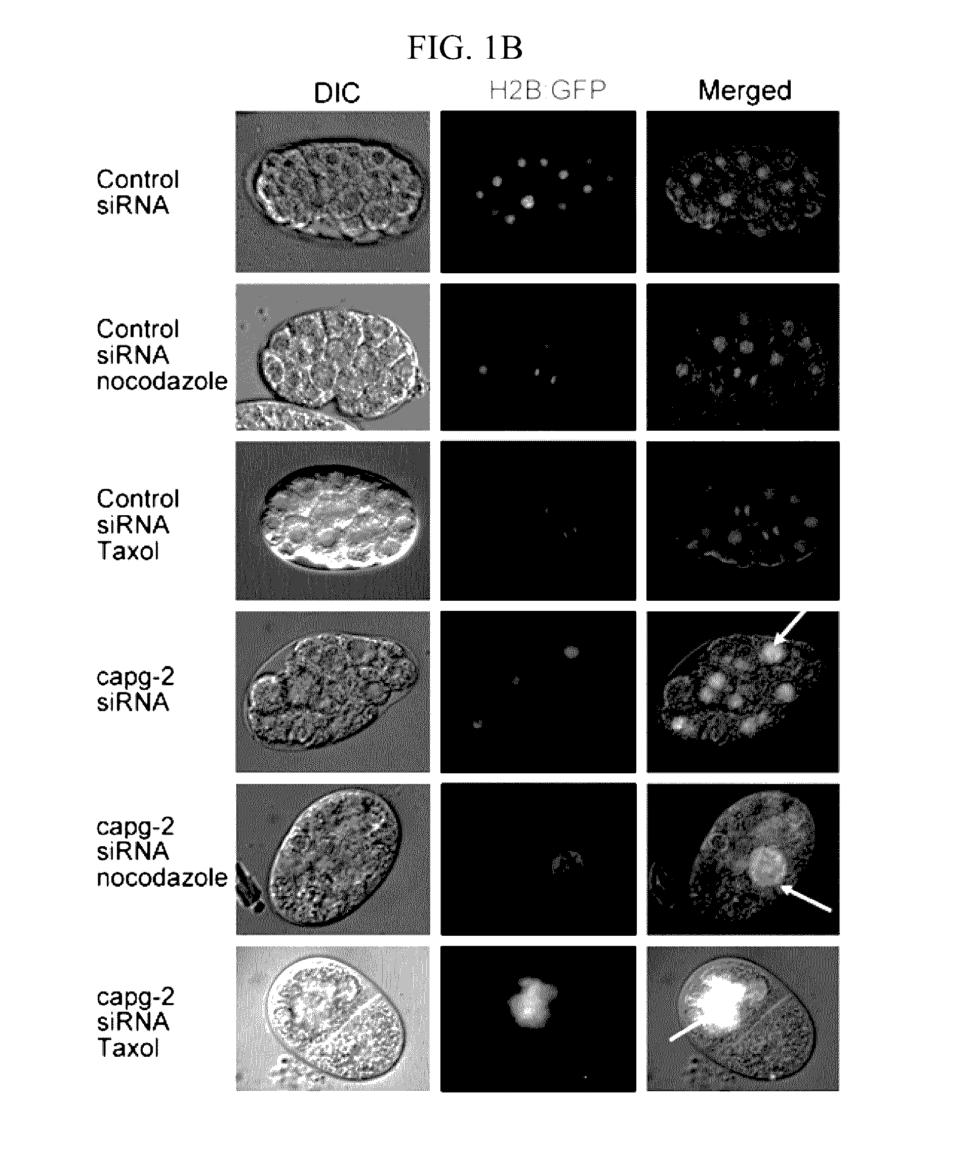 Peptides derived from ncapg2 and their use