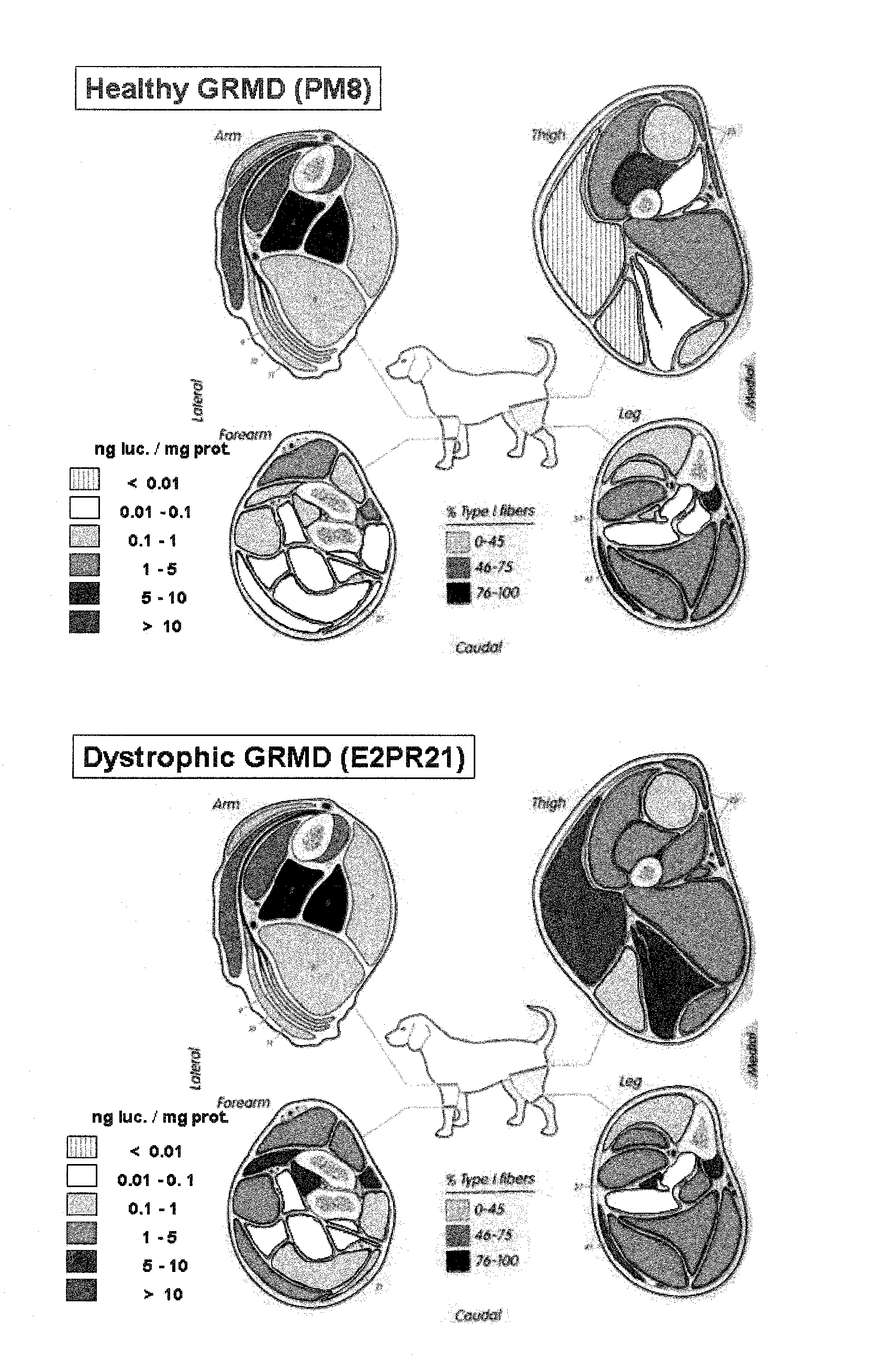 Devices and processes for distribution of genetic material to mammalian limb