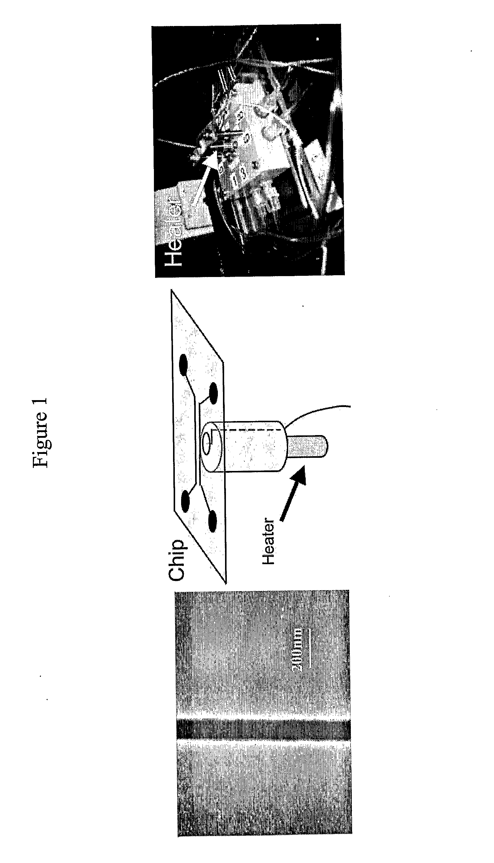 Method for the mapping of the local at/gc ratio along DNA