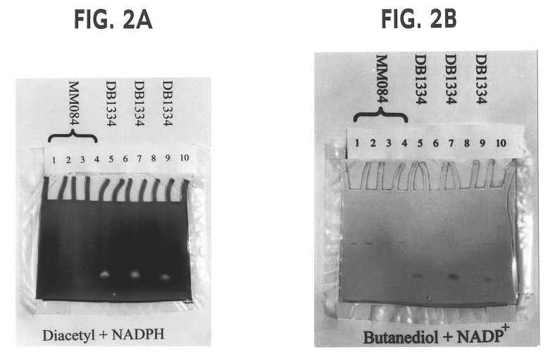 Genetically modified lactic acid bacteria having modified diacetyl reductase activities