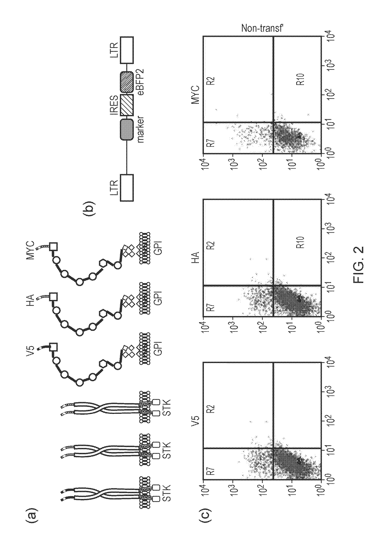 Nucleic acid constructs for producing retroviral vectors