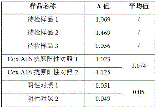 Identification detecting method for Cox A16 and EV71 viral antigens