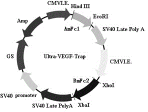 Ultra-vegf-trap immune fusion protein, its preparation method and application