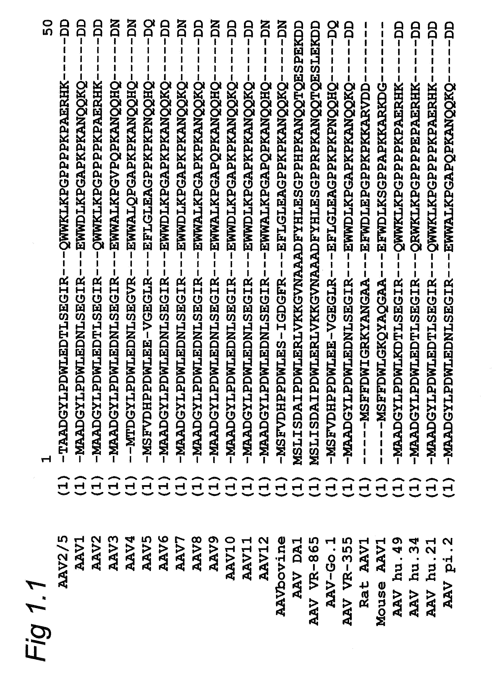 Parvoviral capsid with incorporated gly-ala repeat region