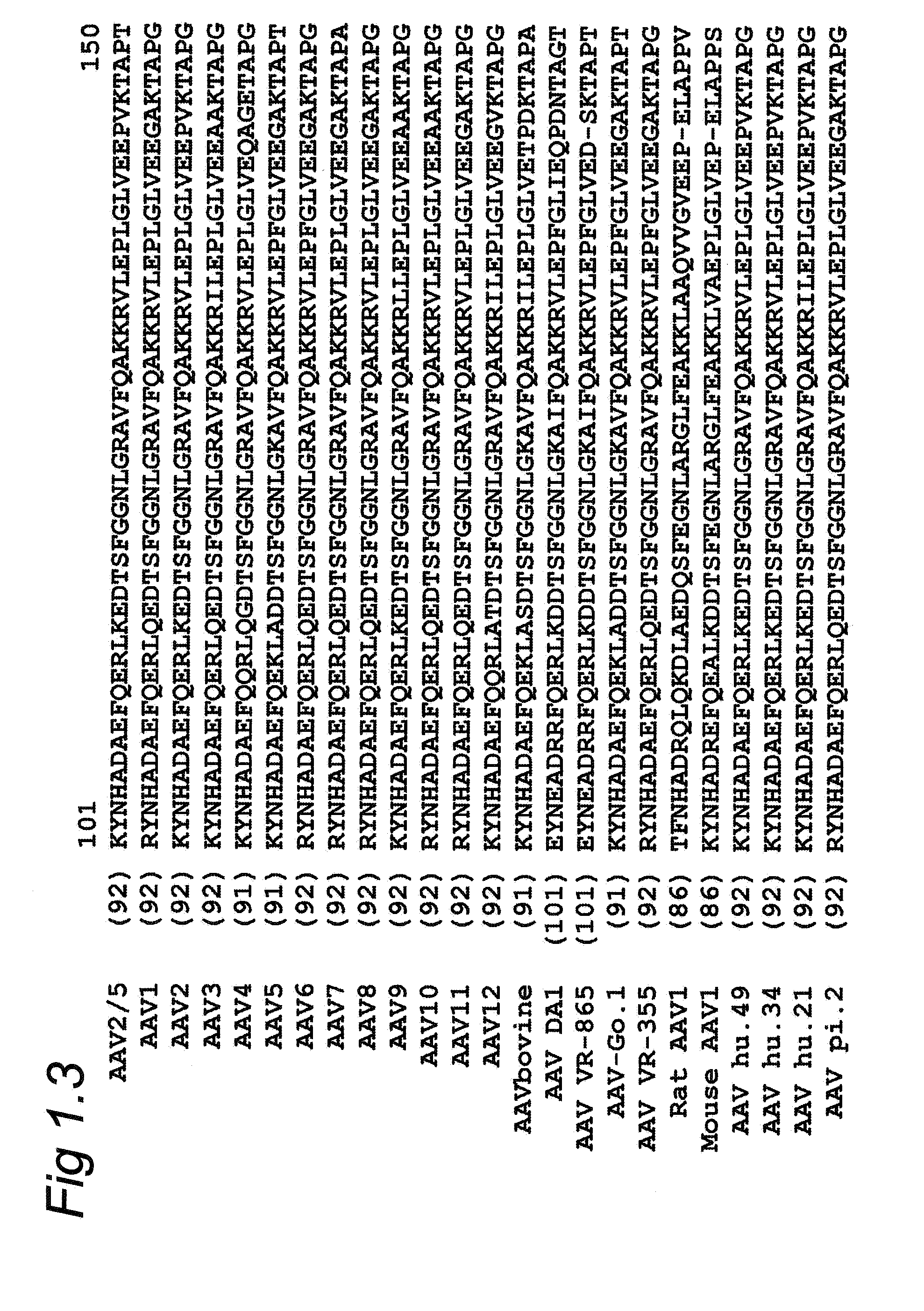 Parvoviral capsid with incorporated gly-ala repeat region