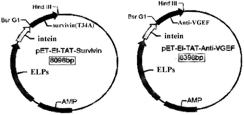 Method for purifying recombinant proteins with intein-mediated elastin like proteins