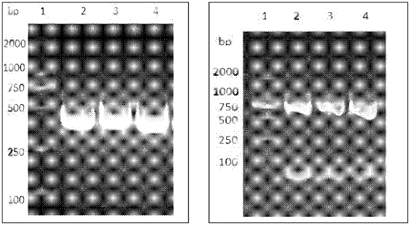Method for purifying recombinant proteins with intein-mediated elastin like proteins