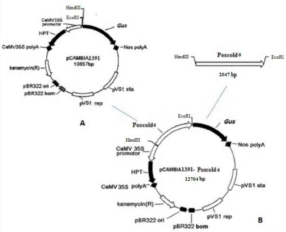 Cloning and application of the strong low temperature-inducible promoter poscold6 in rice