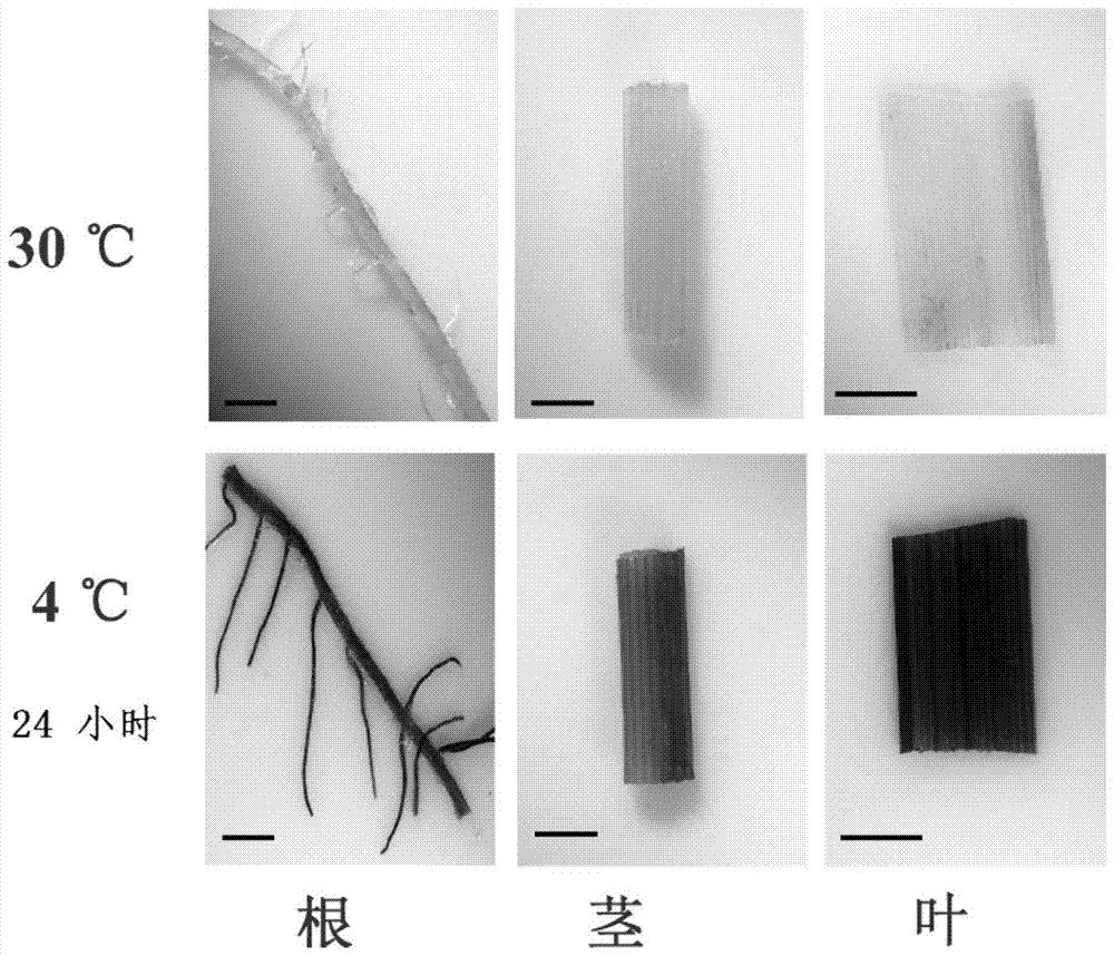 Cloning and application of the strong low temperature-inducible promoter poscold6 in rice