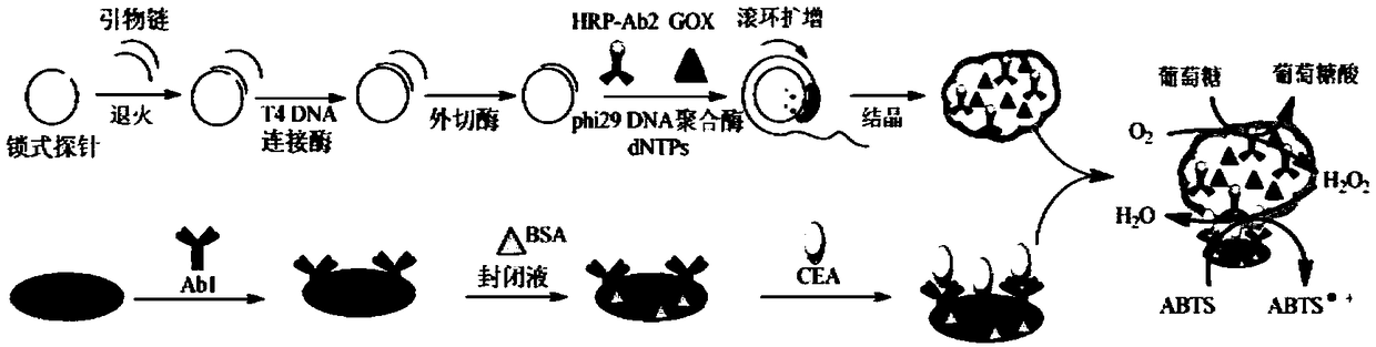 Novel protein-DNA complex for detecting carcino-embryonic antigen as well as synthetic method and application thereof