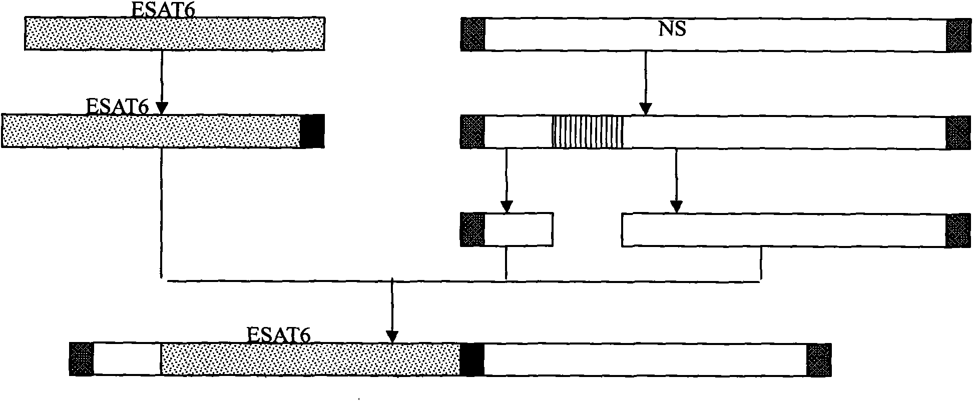 Method for modifying bird flu virus through interferon inducible protein ESAT6