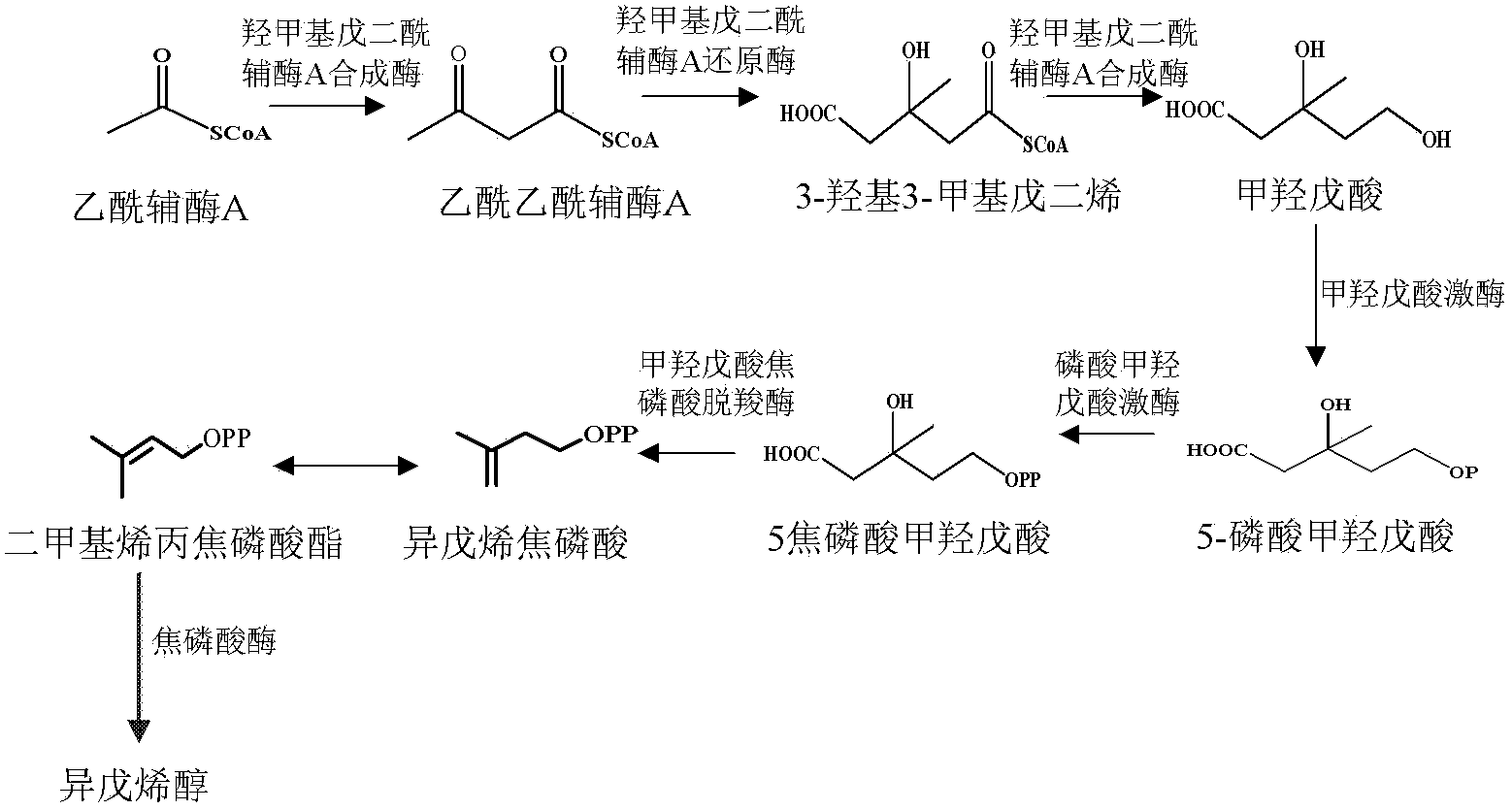 Method for synthesizing isopentenol by biological methods