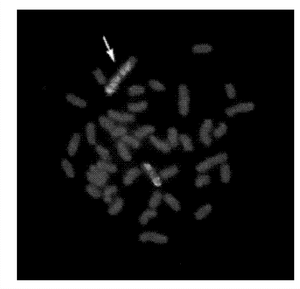 Chromosome specimen preparation liquid for laser microdissection and application thereof
