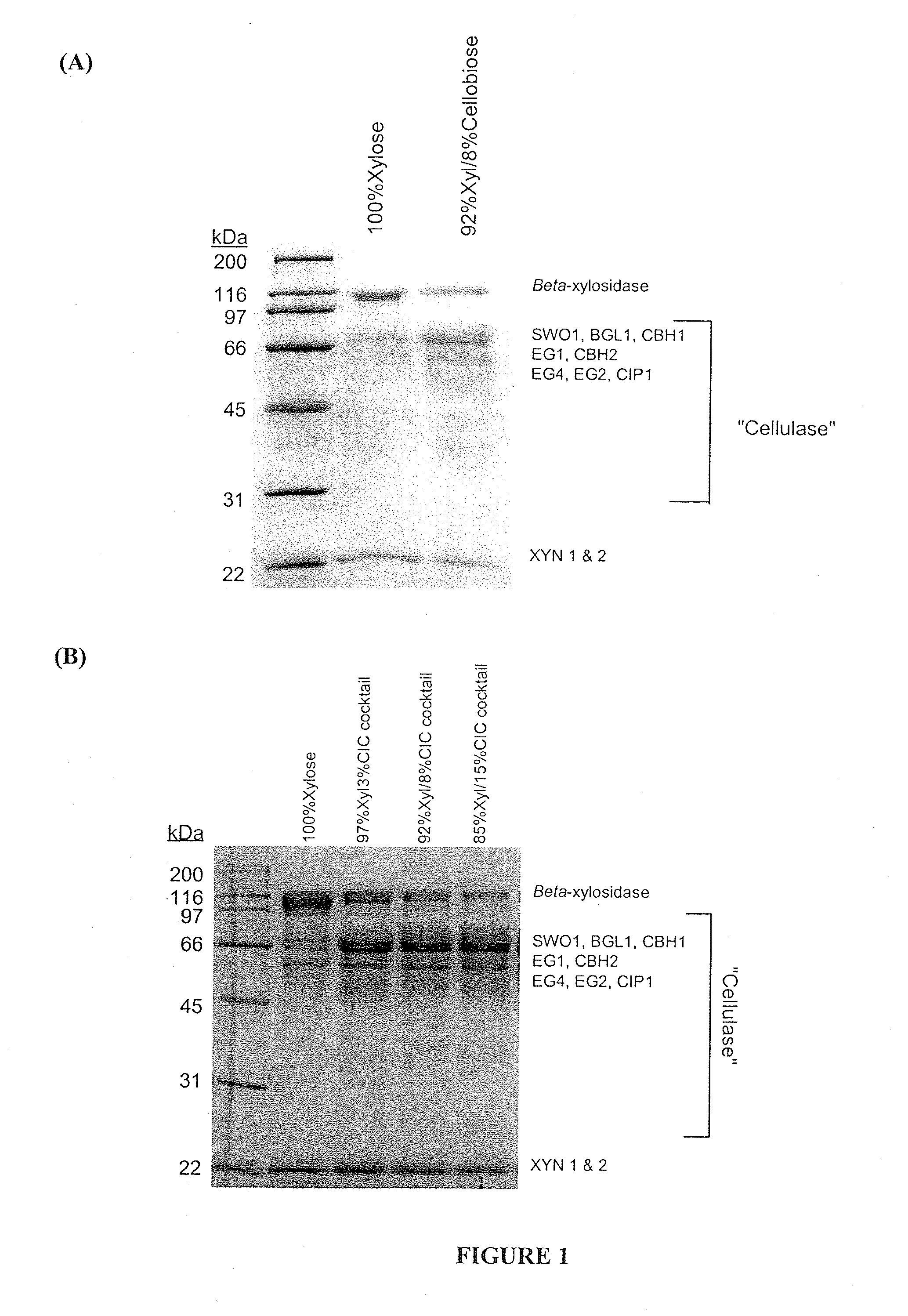 Method for cellulase production