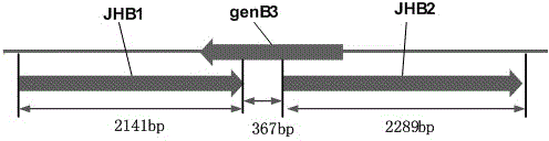 Construction of biosynthesis gentamicin X2 engineering bacteria and application thereof