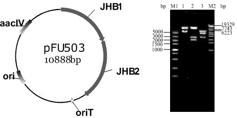 Construction of biosynthesis gentamicin X2 engineering bacteria and application thereof