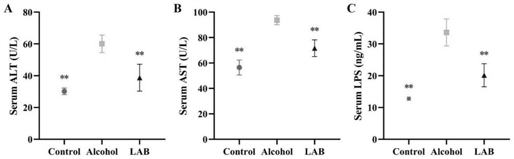 A lactic acid bacteria formula for preventing acute and chronic alcoholic liver injury and its application