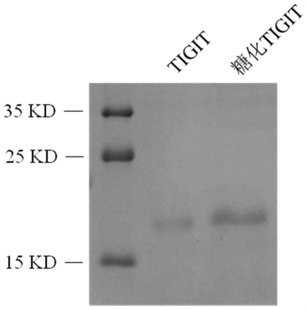 Gene-modified TIGIT protein, monoclonal antibody and application thereof