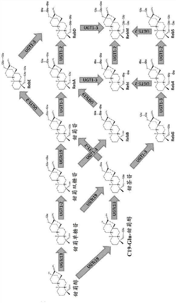 Production of steviol glycosides through whole cell biotransformation