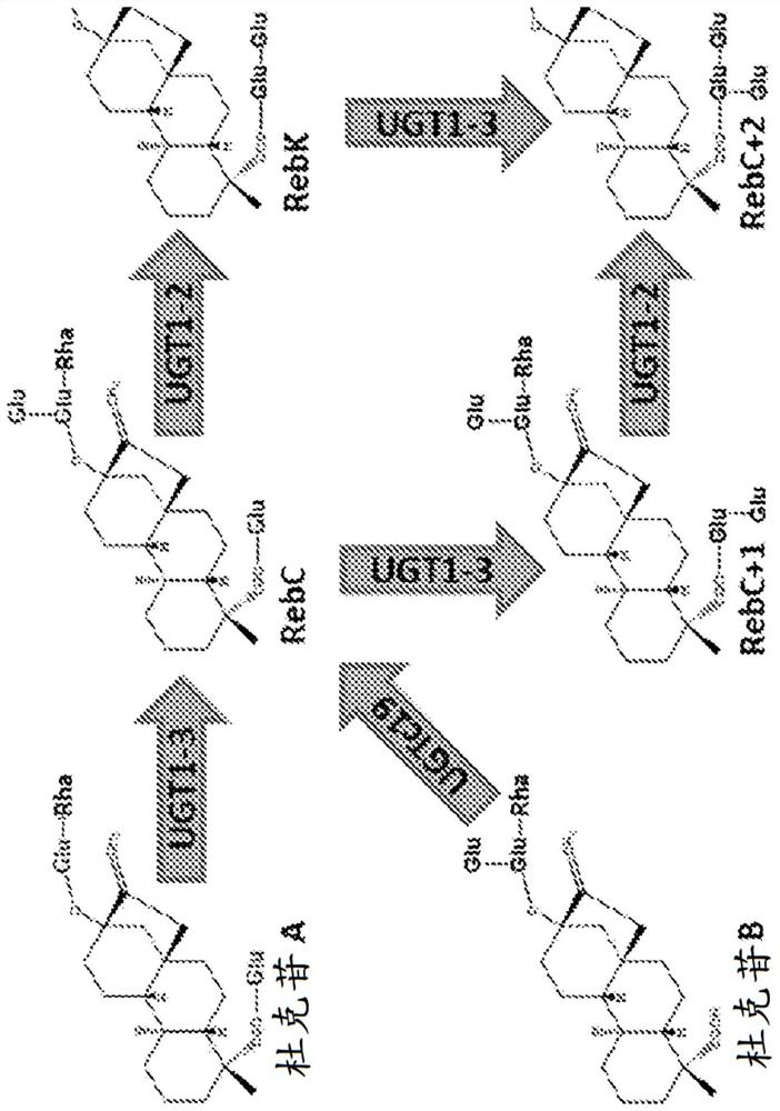 Production of steviol glycosides through whole cell biotransformation