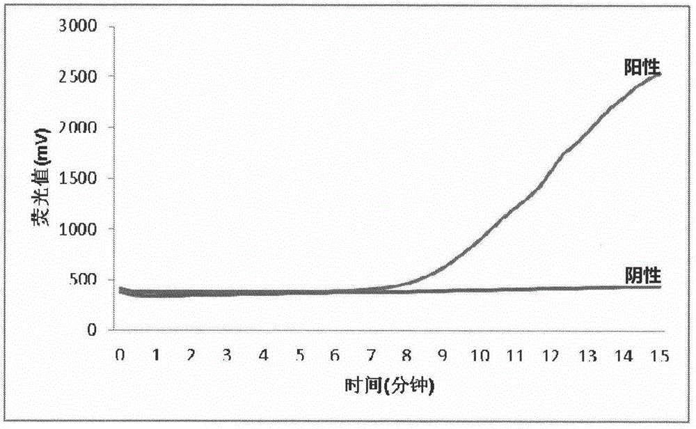 Fluorescent isothermal nucleic acid amplification method