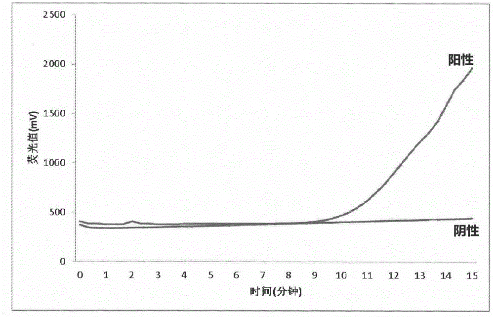 Fluorescent isothermal nucleic acid amplification method