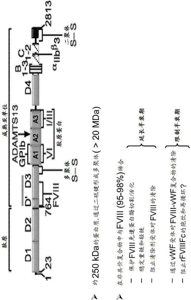 Factor VIII complex with XTEN and von willebrand factor protein, and uses thereof