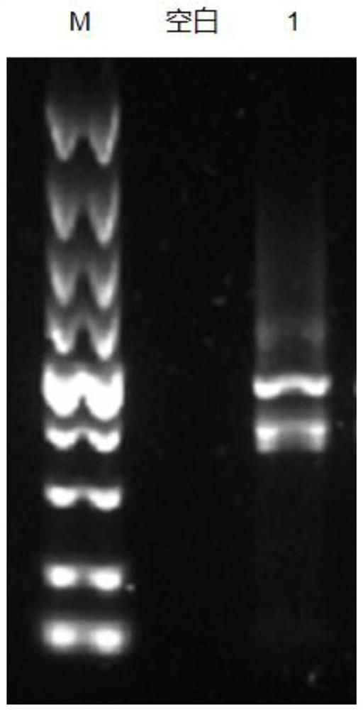 Nanobody, recombinant vector, host cell and application thereof for specific recognition of Vibrio parahaemolyticus