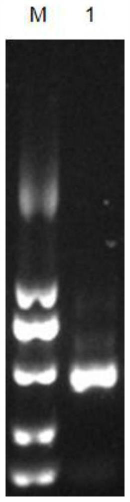 Nanobody, recombinant vector, host cell and application thereof for specific recognition of Vibrio parahaemolyticus