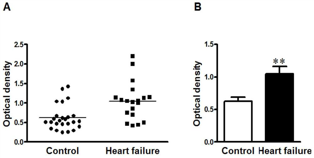 Detection method of myocardial cell M3 receptor