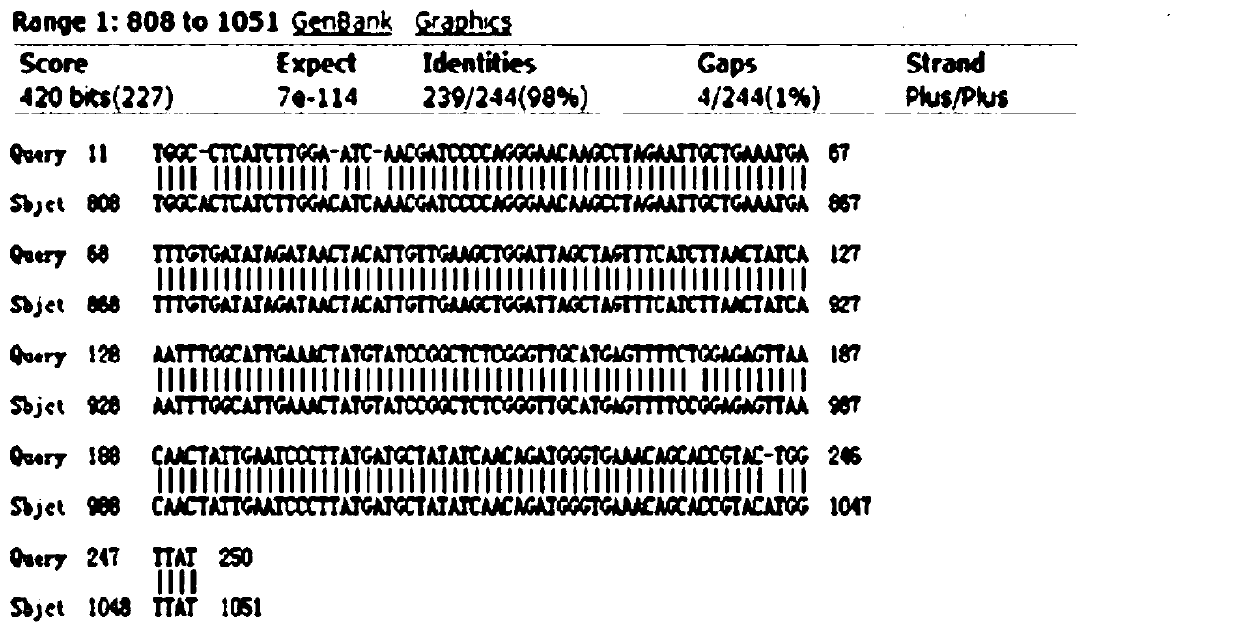 Heterologous antibody of panda canine distemper virus and preparation method thereof