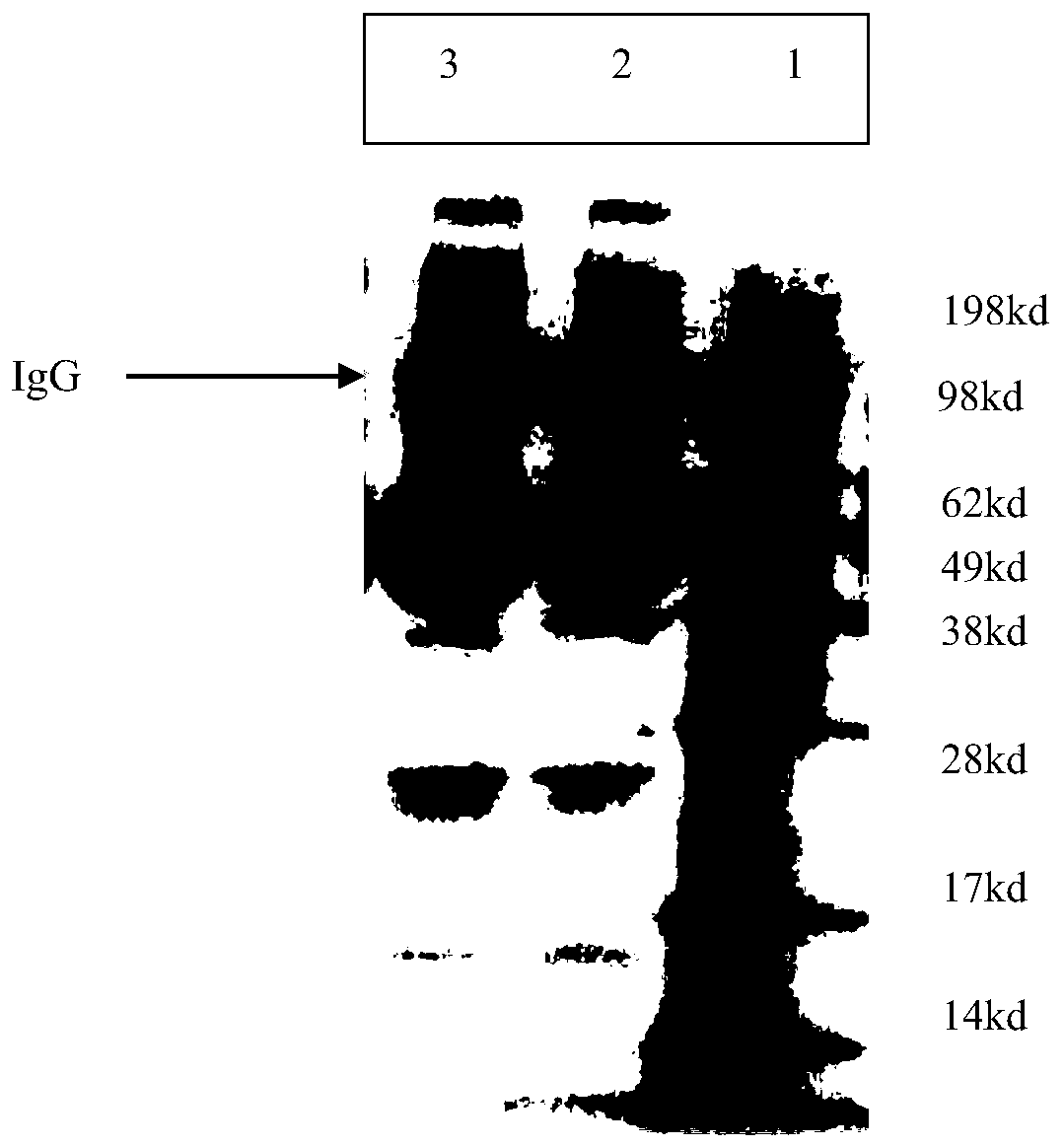 Heterologous antibody of panda canine distemper virus and preparation method thereof