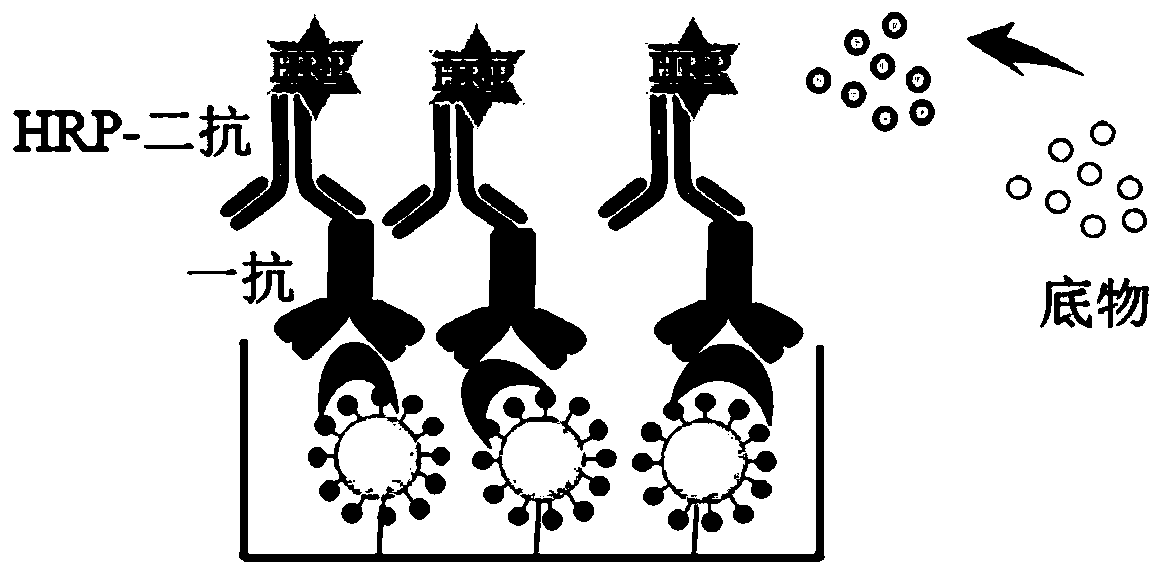 Method for detecting human soluble asialoglycoprotein receptor (sASGPR)